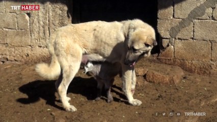 Oğlaklara annelik yapan Gümüş köpek