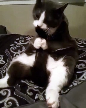 Ce chat adore lécher sa queue. Trop chou !