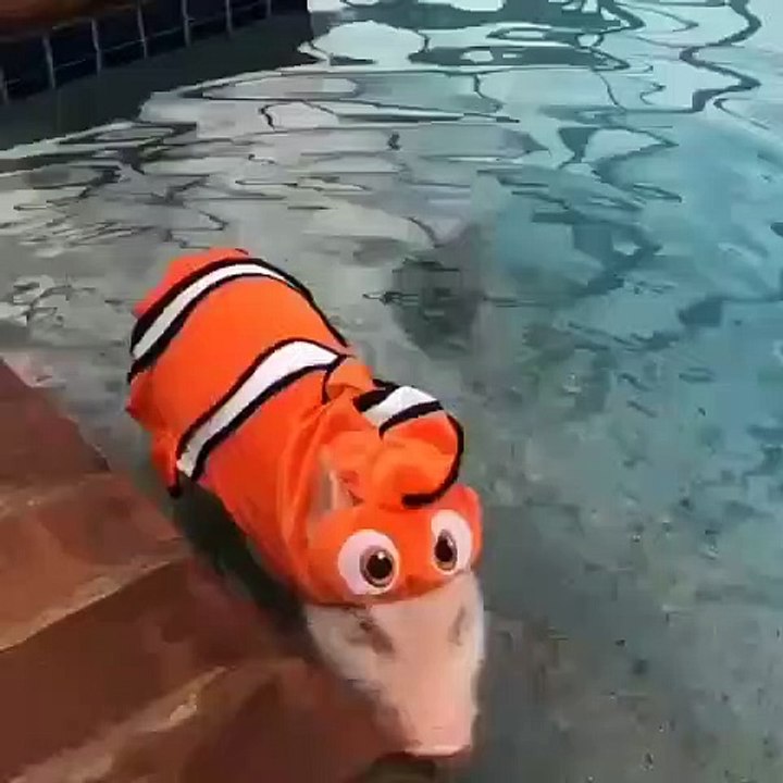 Ce cochon déguisé en poisson est trop mignon. Trop mimi !