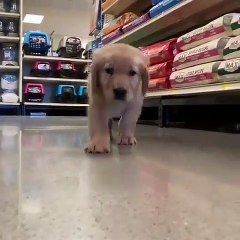 Ce chiot adore poser pour la camera. Admirez !