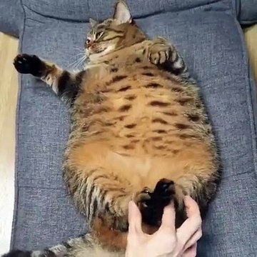 Trop Cute ! Ce gros chat aime beaucoup qu'on joue avec ses pattes