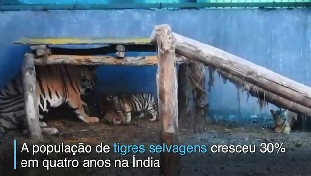 Mais tigres na Índia
