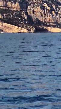 Marseille. Des dauphins au large de l'île de Riou