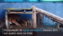 Mais tigres na Índia