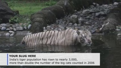 India tiger population rises to nearly 3,000