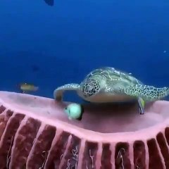 Quand une immense tortue prends du bon temps sur son trône. Magnifique !