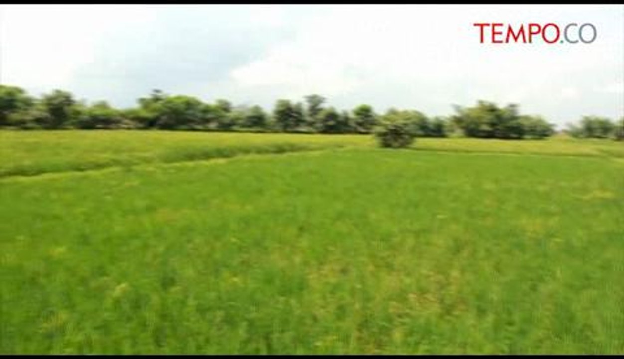 Sawah-Tercemar-Limbah-di-Rancaekek-Hasilkan-Padi-Tidak-Berkualitas.flv