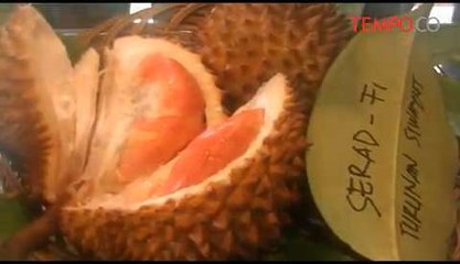 Banyuwangi-Surga-Bagi-Durian-merah.flv