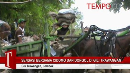 Wow! Ini Sensasi Bersama Cidomo dan Dongol di Gili Trawangan