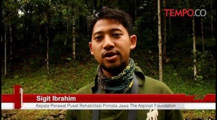 Owa-Jawa-Dilepasliarkan-Tunggal-di-Cagar-Alam-Gunung-Tilu.flv