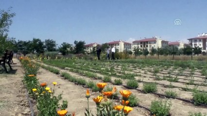 'Aromatik ve tıbbi bitki' hasadı - VAN