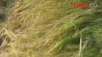 Akibat Kekeringan, Petani di Serang Memanen Padi Lebih Dini