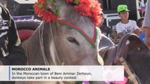 Donkeys compete in Moroccan beauty pageant