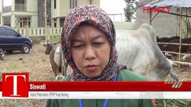 Hewan Kurban Berpenyakitan Dijual Bebas