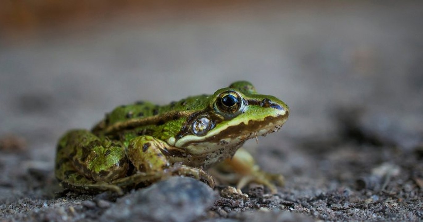 Dans le Nord, un couple reçoit la visite de la police pour des grenouilles trop bruyantes !