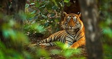 Le nombre de tigres sauvages en Inde a augmenté de 30% en l'espace de quatre ans