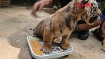 Dua Anak Harimau Benggala Tambah Koleksi Kebun Binatang