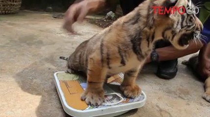 Dua Anak Harimau Benggala Tambah Koleksi Kebun Binatang