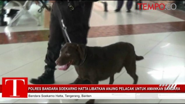 Polres Bandara Soekarno Hatta Libatkan Anjing Pelacak Untuk Amankan Arus Mudik
