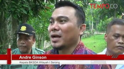 Masuk Pemukiman Warga, Petugas Lepasliarkan Kukang Jawa