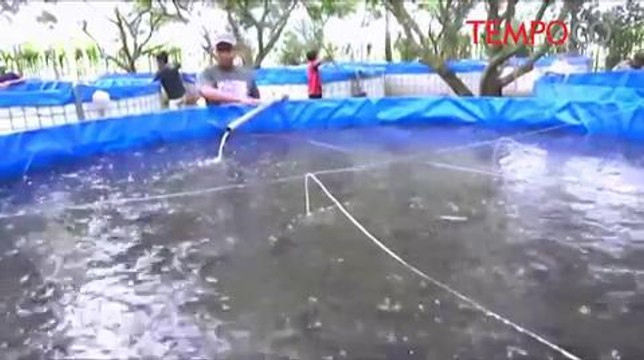 Iwak.me, Investasi Kolam Lele Berbasis Digital