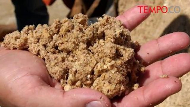 Jelang Idul Adha, Sapi seberat 1,3 Ton Terjual 100 juta