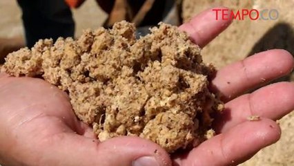 Jelang Idul Adha, Sapi seberat 1,3 Ton Terjual 100 juta