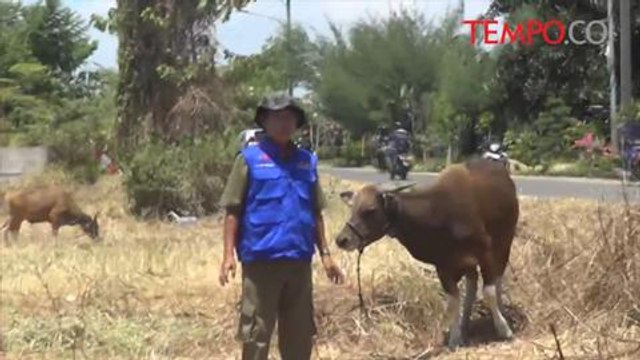 Usai Diperiksa Dinas Peternakan, 118 Sapi Tidak Layak Kurban