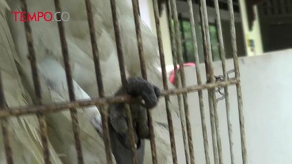 Descargar video: BKSDA Serang Amankan Siamang dan Jambul Kuning dari Warga