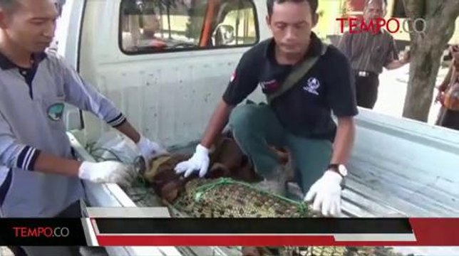 Petugas Sita 4 Satwa Liar yang Dipelihara Tanpa Izin