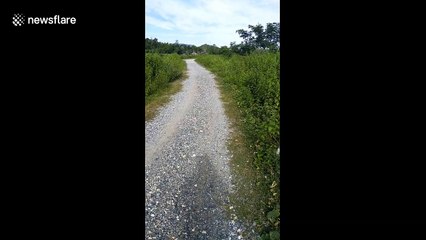 Yellow cockatiel runs back to owner after walkies