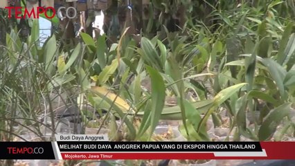 Melihat Budi Daya Anggrek Papua yang Diekspor ke Thailand