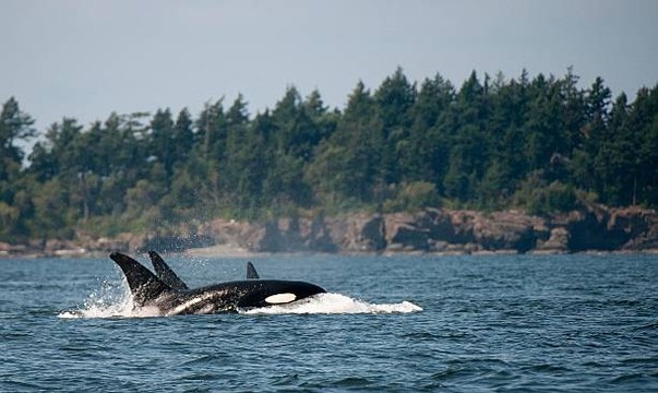 Les orques et bélugas de la “prison des baleines” bientôt relâchés en mer