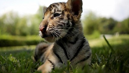 Watch: Growth of Indian tiger population to 3,000 announced on International Tiger Day