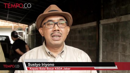 Tải video: Muncul di Tayangan Televisi, BBKSDA Jabar Amankan 9 Ekor Hewan Dilindungi