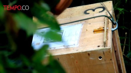 Upaya Perkuat Populasi, Dua Kelompok Owa Jawa Kembali Dilepasliarkan