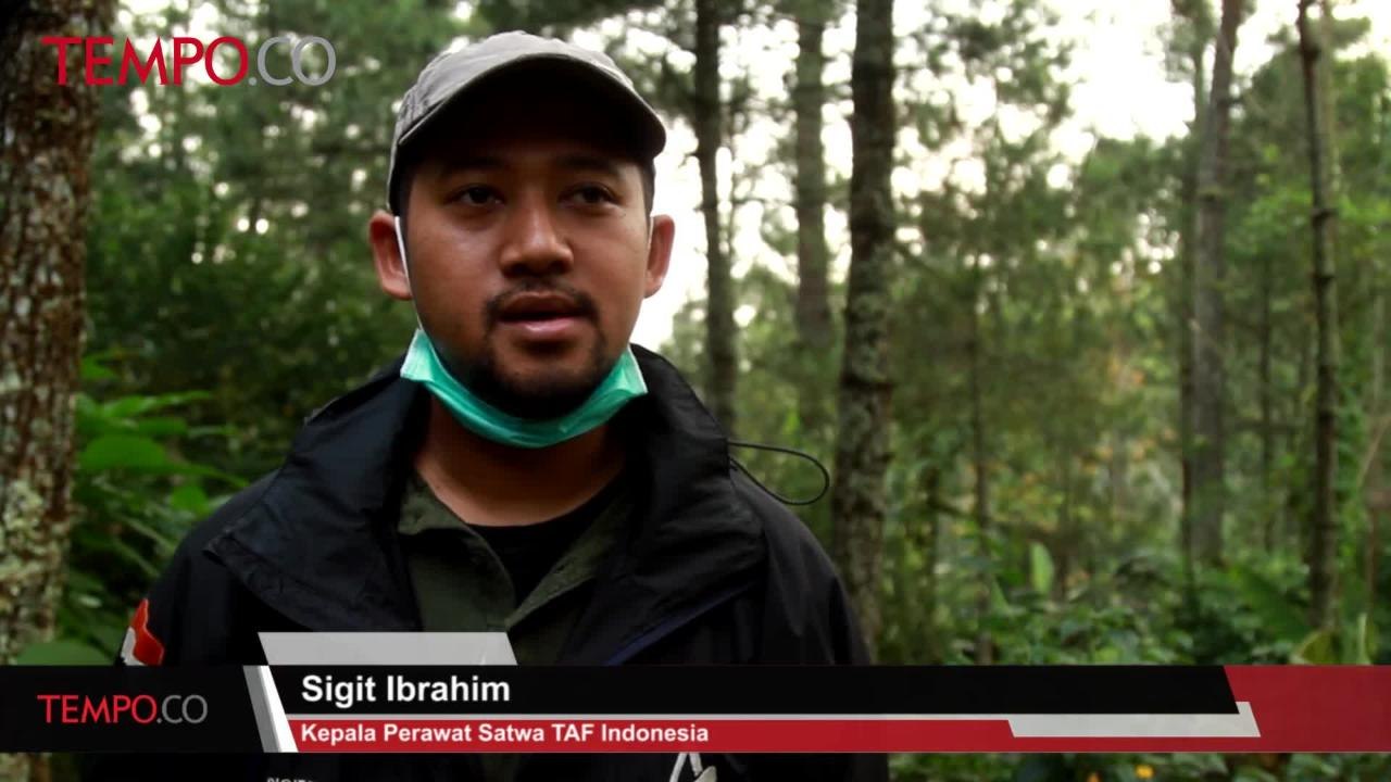 Akan Dilepasliarkan, Tiga Lutung Jawa Asal Inggris Dipulangkan