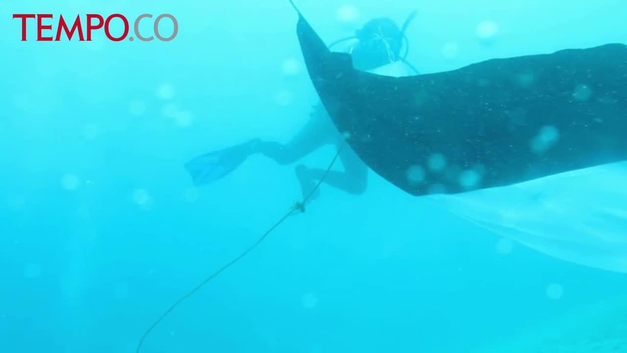 Usai Kibarkan Merah Putih di Bawah Laut, 72 Penyelam Melihat Patung-Patung Yunani