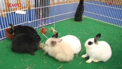 Indopet 2017, Kucing Bengal Asal Trenggalek Juara Lomba Ketangkasan