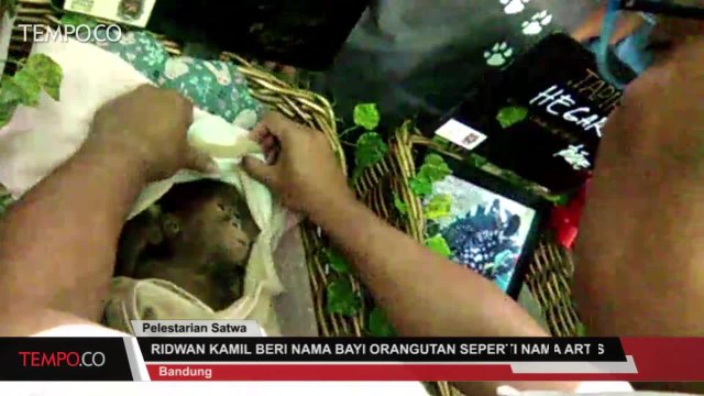 Ridwan Kamil Beri Nama Bayi Orang Utan Seperti Nama Artis