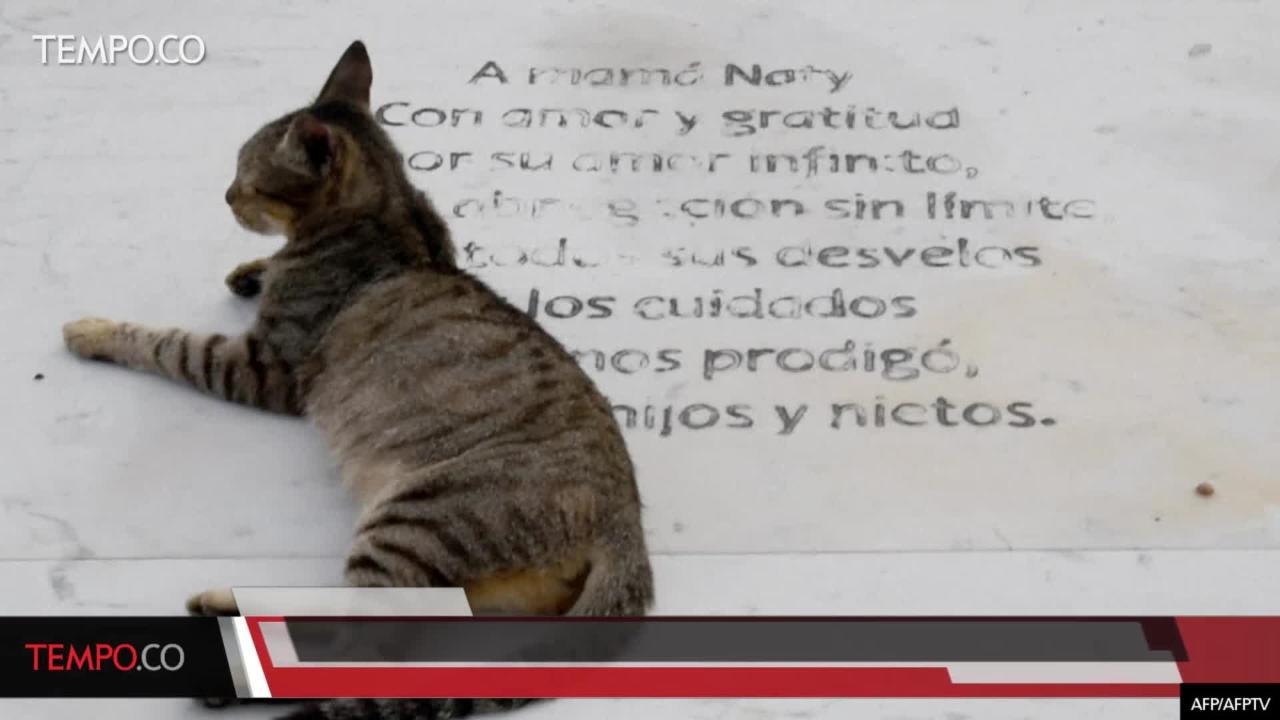 Kucing Penjaga Kuburan ini Diduga Terkait Dengan Iblis