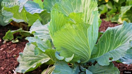 Kimchi, Makanan Khas Korea Telah Dikenal Ribuan Tahun Lalu