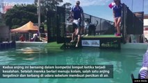 Lucunya Anjing Terpleset ke Air Dalam Kompetisi Melompat