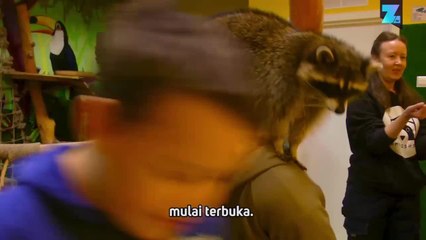 Terapi Rakun untuk Anak-anak Rusia