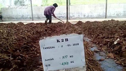 Senja Kala Pabrik Pengolah Kulit Kina Satu-Satunya di Indonesia