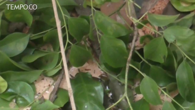 Hujan Deras, Bangunan Sekolah Ambruk Tertimpa Pohon