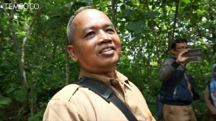 Serangan Belalang Setan Meluas di Gunungkidul, Dinas Turun Tangan