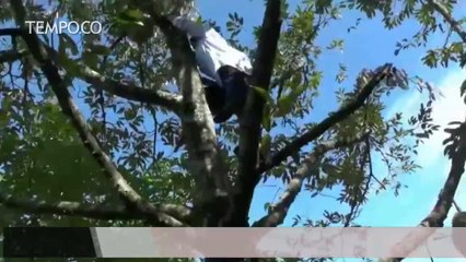 Video Viral, Bupati Lebak Iti Octavia Bergelantungan Panjat Pohon Durian