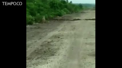 Dua Jam Mencekam Tim BKSDA Riau Dihadang Harimau Sumatera
