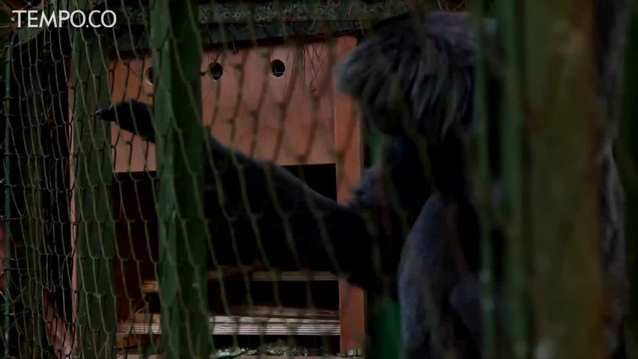 Enam Ekor Owa Jawa Asal Inggris Jalani Rehabilitasi di Jawa Barat